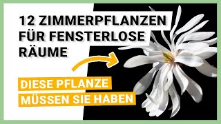 12 Zimmerpflanzen für fensterlose Räume