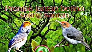 Suara prenjak jantan betina saling bersautan