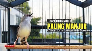 Download Lagu Burung Ciblek SEMI Gacor NGEBREN Untuk Pancingan Ciblek dan MASTERAN BURUNG Kesayangan Anda MP3
