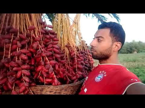 موسم التمور نخلة تحمل أكثر من ٢٥٠ كيلو من البلح التمور