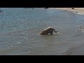 You got to see it to believe it. Dog fishing for rocks at lake Folsom CA USA |🙏 LIKE 🙏 SUB 🙏 SHARE 