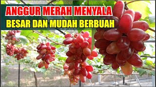 ANGGUR MERAH MENYALA BESAR DAN MUDAH BERBUAH