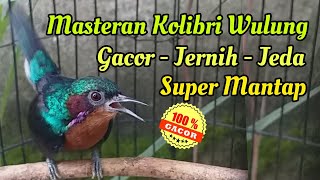 Masteran Kolibri Wulung Gacor Jernih Jeda || Situs Kicau