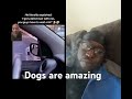 #dog #voiceless #funny #blinddog #duet #nodogsleftbehind #memes #wedontdeservedogs #pets #dogs
