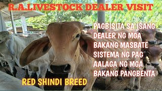 Mga Malalahing Bakang Masbate cattle Livestock visit!!