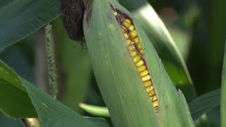 What is 'corn sweat' and how does it exacerbate heat waves?