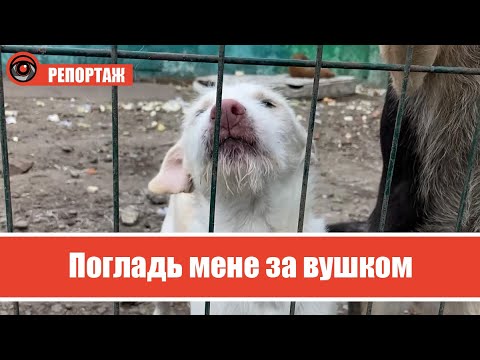 Толока в калуському притулку "Дім Сірка" | Як це було?