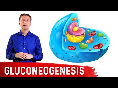 تصویری: چرا لوسین نمی تواند بستری برای گلوکونئوژنز فراهم کند؟