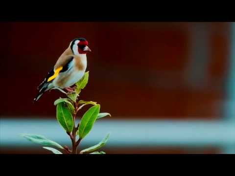 Canto de Jilguero