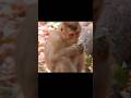 #monkey #animals #monkeywithbaby #cute #babymonkey #shortsviral #viralvideo