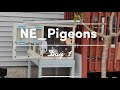 1st Day Training Racing Pigeons = Disaster 😫😖🕊️🕊️🕊️