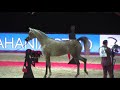 Memories of paris  world arabian horse championships 2022  part 14  championship  junior female