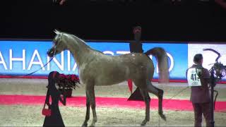 Memories of Paris - World Arabian Horse Championships 2022 - Part 14 - Championship - Junior Female