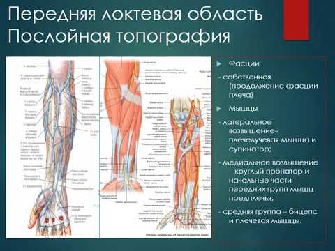 Тема 5 (ЛФ-1) - Топографическая анатомия областей плеча, локтевого сустава и предплечья