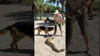 Grandma Dragged a HUGE Python Out of the Dog Park 😳🐍 Profile