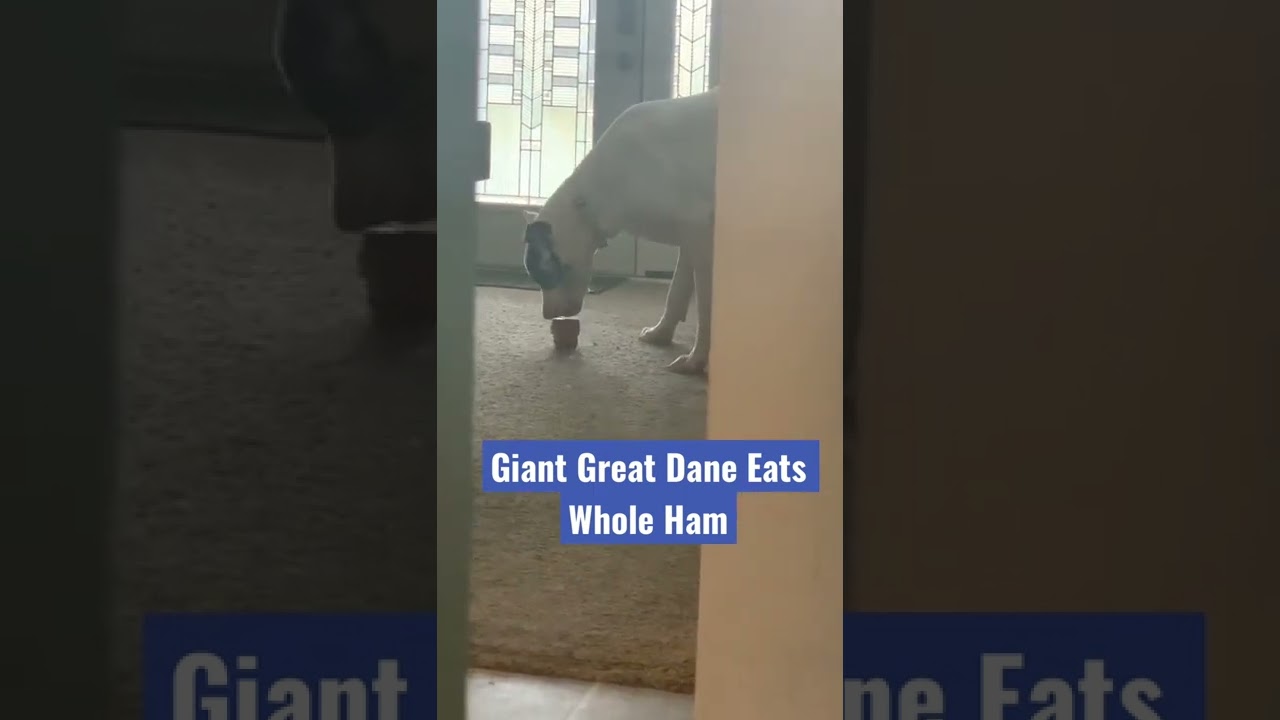 Giant Great Dane Eats Whole Ham