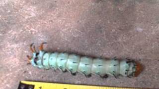 wierd bug.AVI