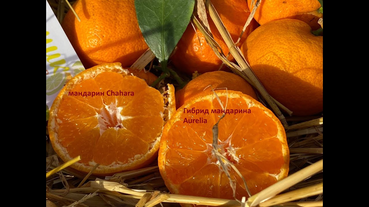 Текст песни мандаринов солнце. Мандарин сорта Танжерин. Гибрид мандарина. Апельсиновые гибриды. Мандарины на солнце.