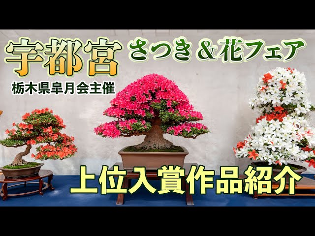 さつき　霜の月 The 52nd Satsuki & Flower Fair, introduced the top prize-winning