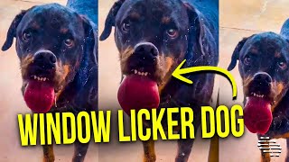 Dog Thinks He’s a Window Licker as He Invests His Time Cleaning It