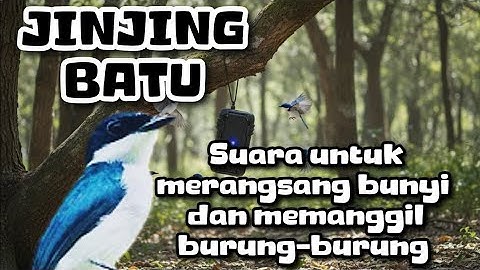 burung JINJING BATU suara merangsang bunyi dan memanggil 
