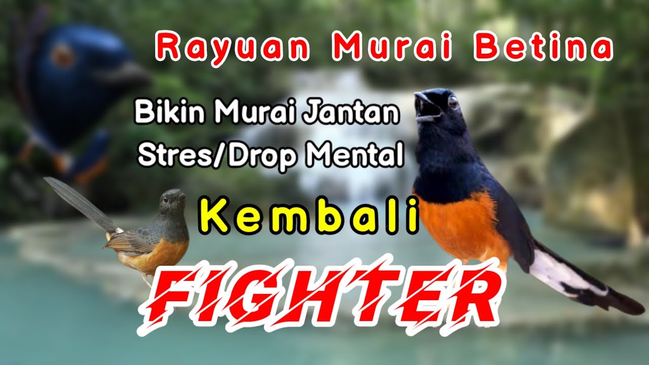 RAYUAN MURAI BETINA BIKIN MURAI JANTAN STRES/DROP MENTAL KEMBALI FIGHTER @JendelaKicauTotti