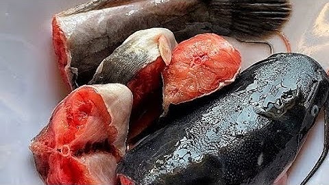 HOE MEERVAL JE STAP VOOR STAP SCHOONMAAKT | Was en verwijder meervalslijm #vis #hoemeervalwassen