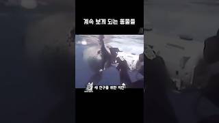 계속 보게 되는 동물들