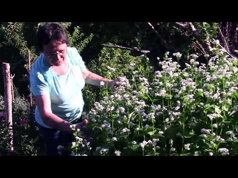 Cómo cultivar trigo sarraceno. Teño unha horta en San Sadurniño.