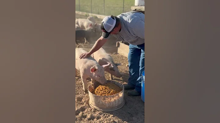 Pigs love fermented feed. It’s good for ‘em too!