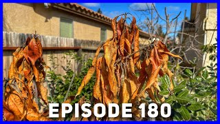 Mango Trees After Hard Frost & Heavy Rain (Ep. 180)