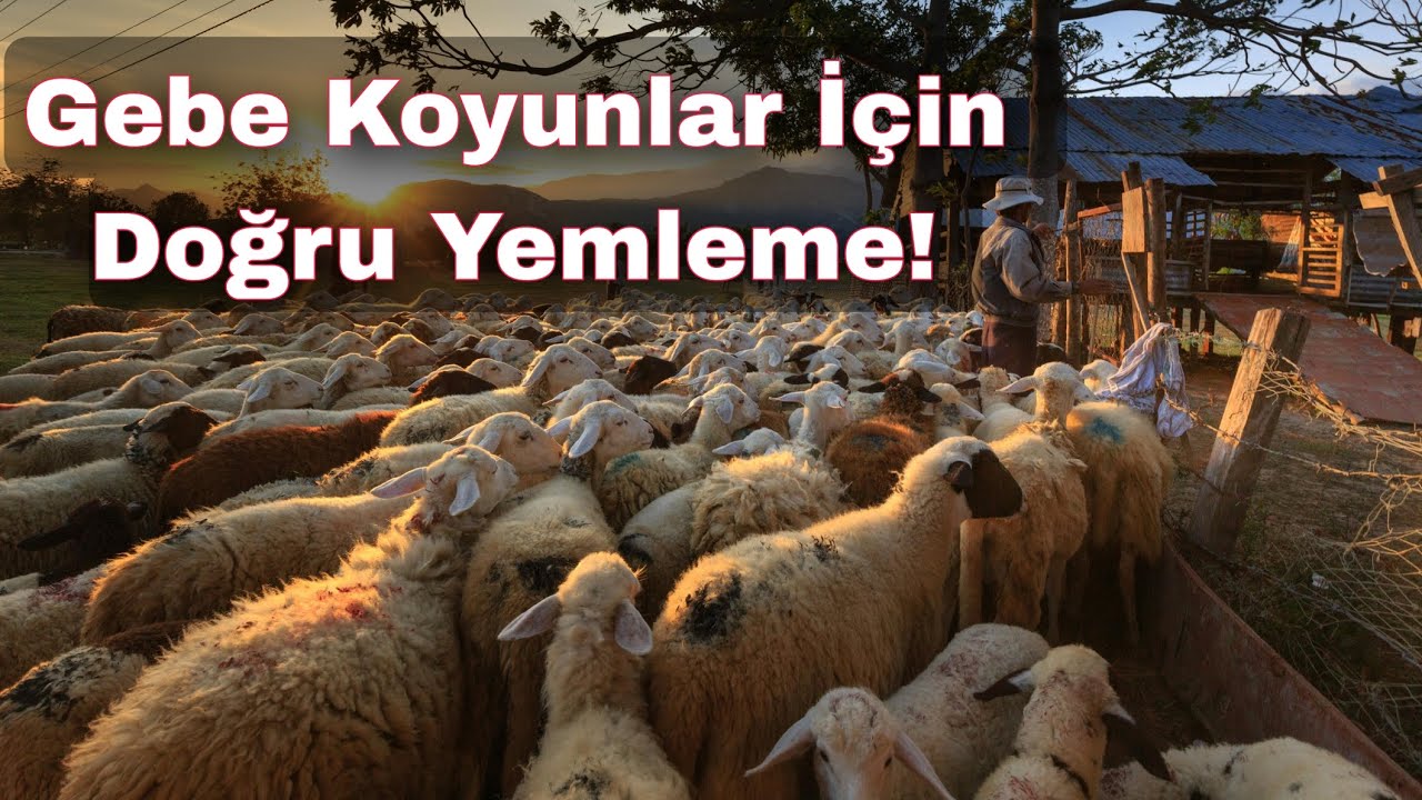 Gebe Koyunlar Nasıl Beslenmeli? Gebe Koyun Rasyonu