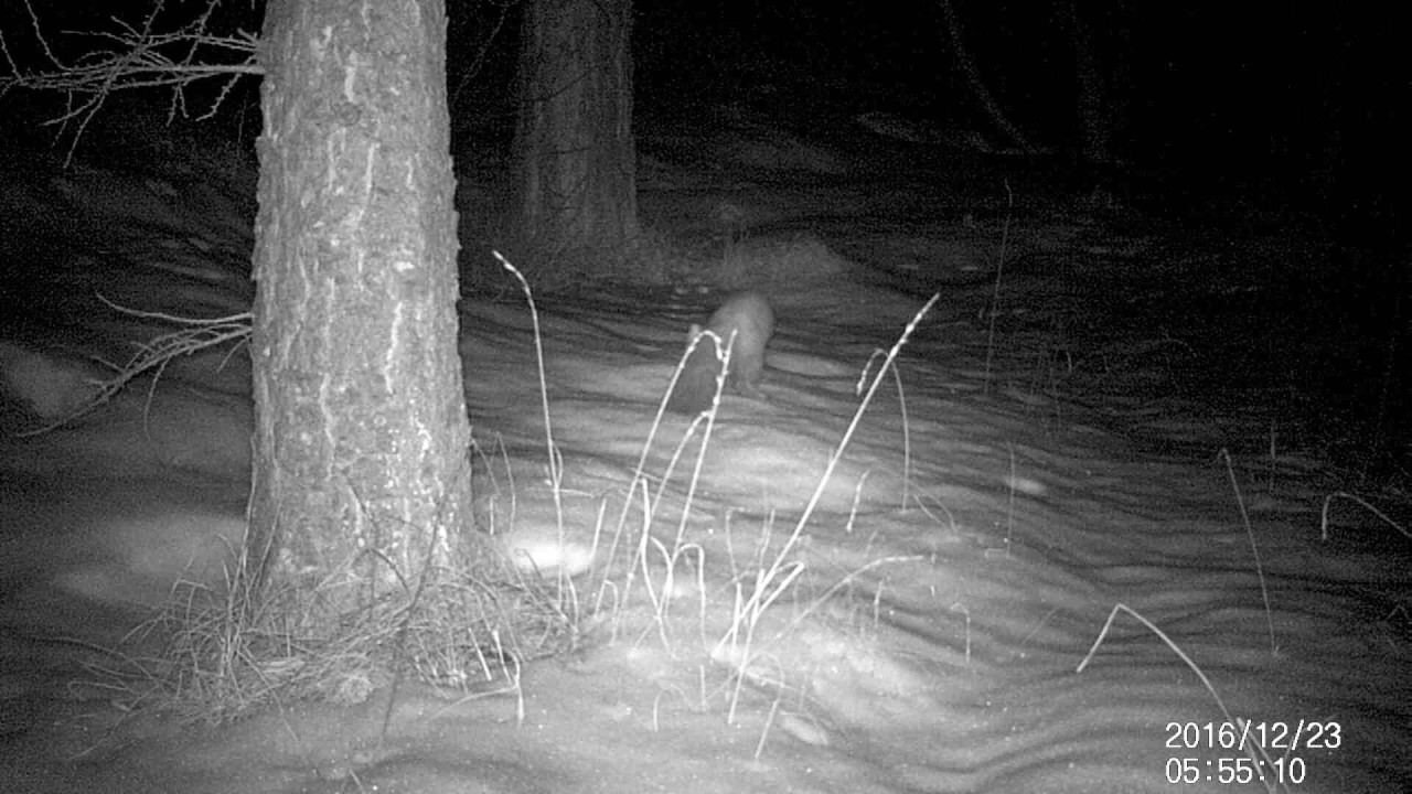 Beech marten (Martes foina) - Faina, Alpi Liguri