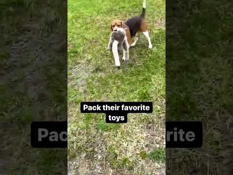 Videó: 13 barkács kutya utazási kiegészítők, hogy a következő outing könnyedén