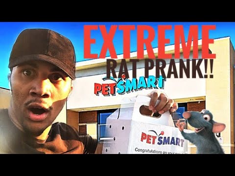 extreme-rat-prank-on-girlfriend!!(gone-wrong)