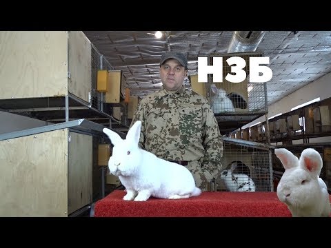 Новозеландский белый кролик/Описание породы