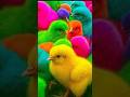 Ayam Lucu, ayam warna warni, ayam rainbow, kelinci lucu, bebek lucu, ikan koi, Hewan Lucu