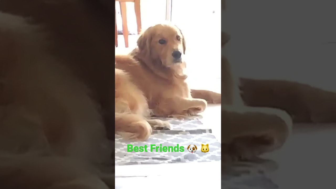 Golden Retriever and Cat Best Friends