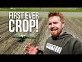 Planting the First Ever Crop on My New Ground