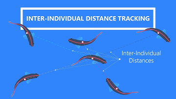 Tracking Inter-Individual Distance in fish schools using LoliTrack 5