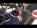 Ушастый фазан. Харьковский зоопарк. Full HD 1080p