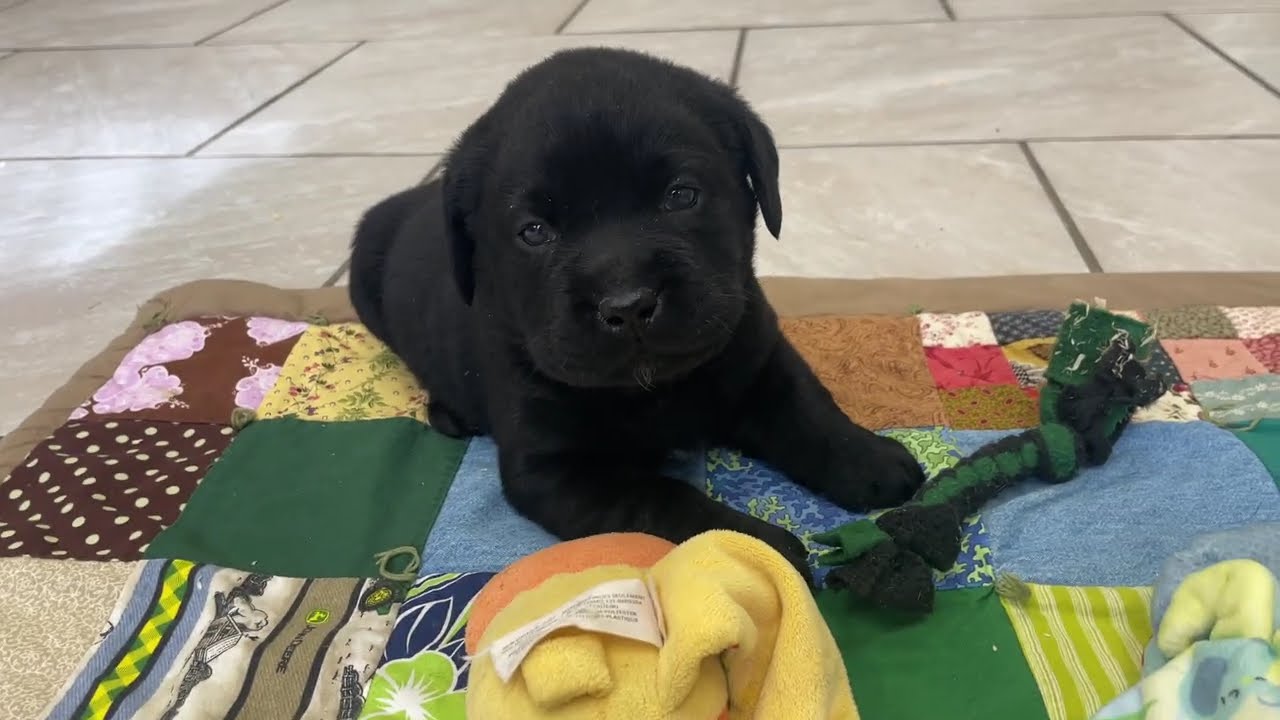 English Black Labrador Puppies for sale in Michigan.