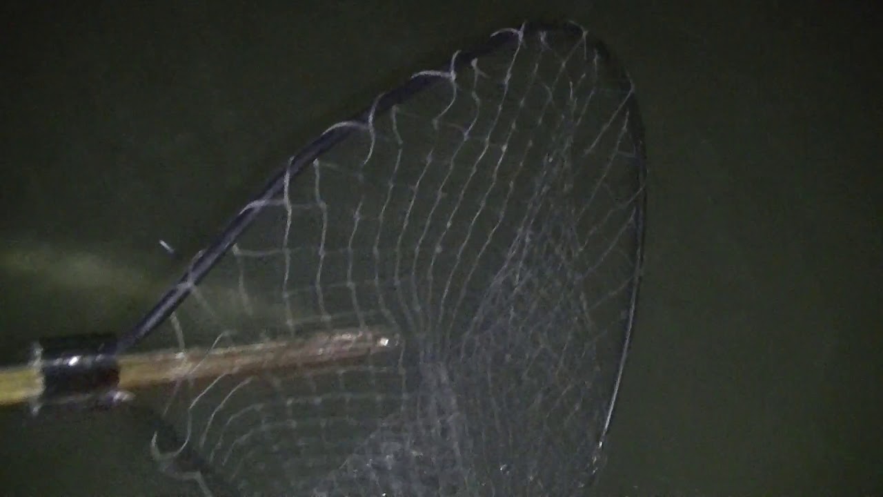 Ohio River Night Fishing Early July Pt 2 ( Another Big Longnose Gar