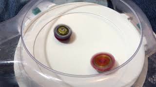 Favorite Battle Yet Revive Phoenix Vs Dead Hades