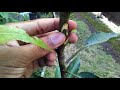 Single bud grafting on mango tree tutorial by grafting examples