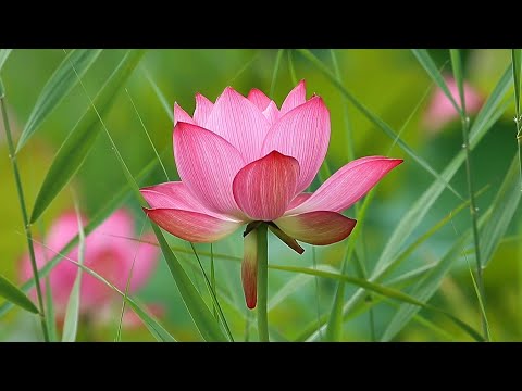 연꽃의 고급진 아름다움(Refined elegance of the lotus)~