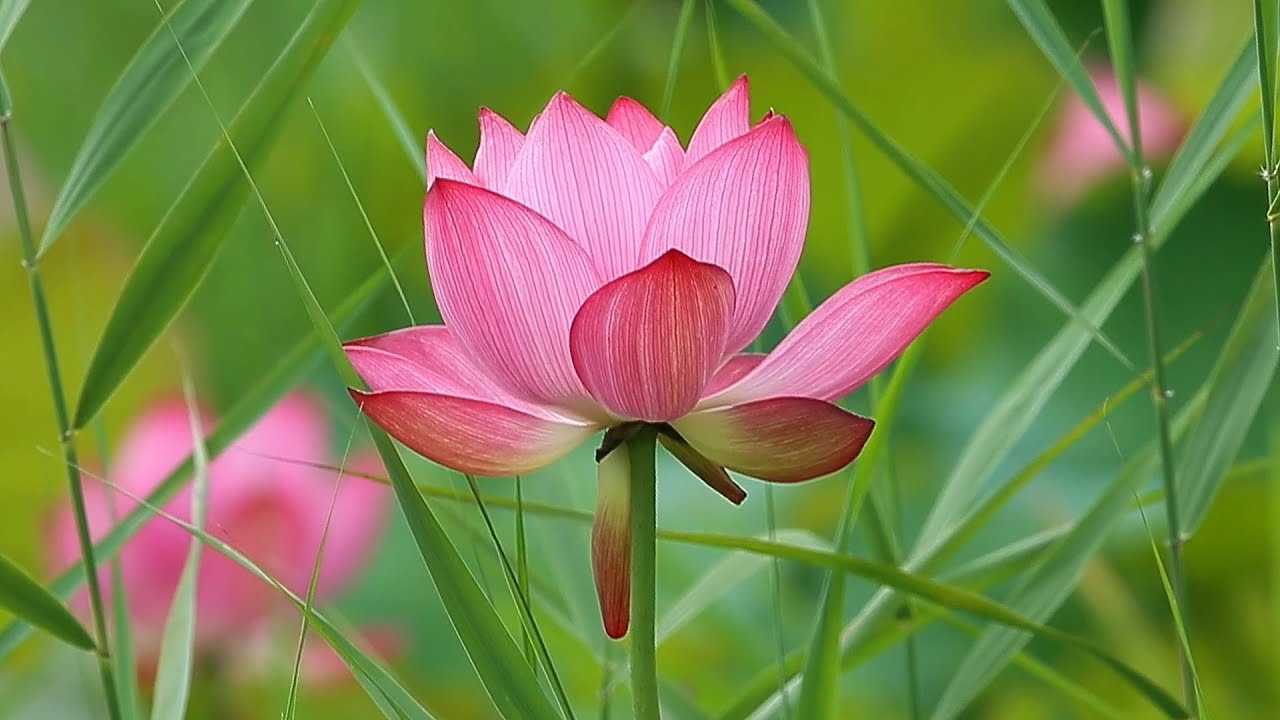 연꽃의 고급진 아름다움(Refined elegance of the lotus)~