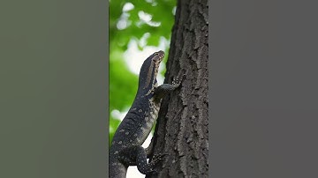 The Brave Mother Blue Jay vs The Monitor Lizard #Wildlife #AnimalFight #Nature #Animals #feedshort