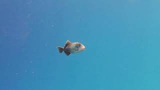 Yellowmargin triggerfish