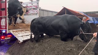 SAPI RAKSASA HITAM TURUN DARI TRUK OLENG SAMPE AMBLESS DI PASIR ‼️🔥🔥🔥